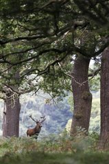 Male Red Deer standing in the forest in autumn GB