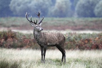 Male Red Deer standing in the rain in autumn GB