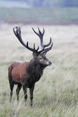 Male Red Deer standing in the rain in autumn GB