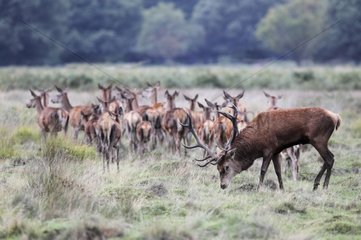 Male Red Deer & its harem in autumn GB