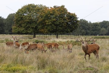 Male Red Deer bellowing near its harem in autumn GB