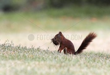 Red squirrel collecting nesting material GB