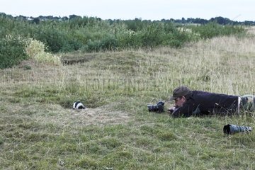 Photographer lying close to a badger coming out its den GB