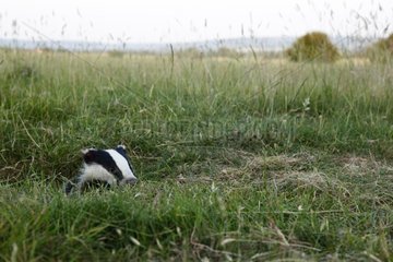 Young European Badger coming out its den GB