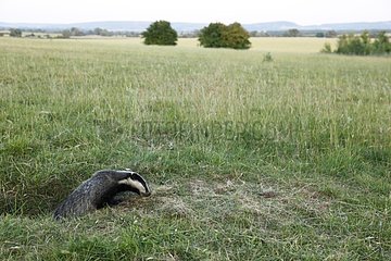 Young European Badger coming out its den GB