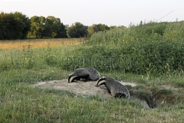 Young European Badgers coming out their den GB