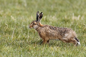 Brown hare smelling a blade of grass GB