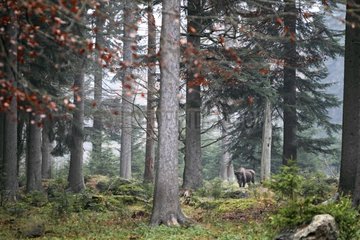 European Bison standing in the mist between trees