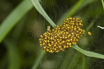 Swarm Wasp spiders along the Loire France