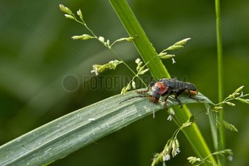 Beetle Cantharis on a grass eating Scales