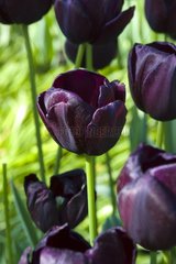 Tulipe simple tardive 'Queen of night'