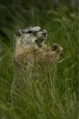 Erwachsene gelbbauchende Marmot essen Wyoming USA