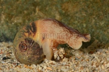Spider Moon Snail on sand - New Caledonia