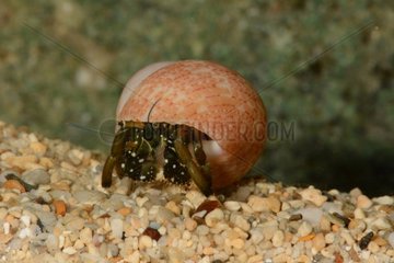 Hermit Crab on sand - New Caledonia