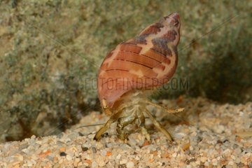Hermit Crab on sand - New Caledonia