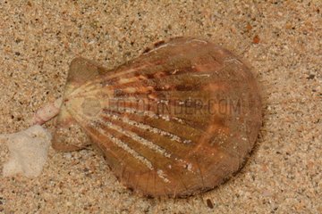 Flatribbed scallop on sand - New Caledonia