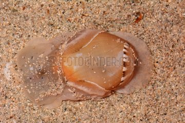 Zoned paper bubble on sand - New Caledonia
