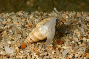 Dove Snail on sand - New Caledonia