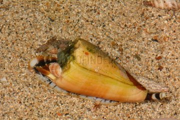 Marble Cone on sand - New Caledonia