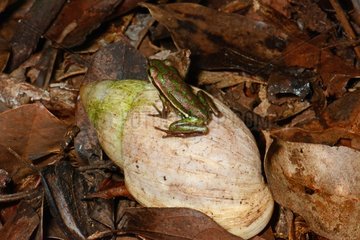 Green and Golden Bell frog on Bulime snail - New Caledonia
