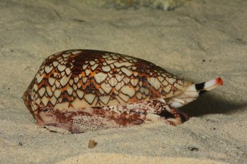 Textile cone on the sand - New Caledonia