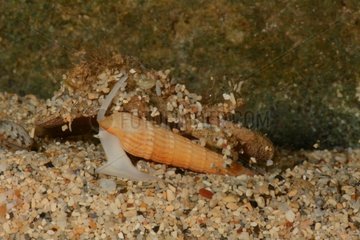 Auger Snail on sand - New Caledonia