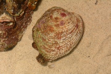 Clam on sand - New Caledonia