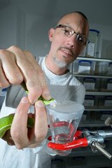 Green pit viper venom collecting in laboratory - Belgium