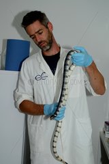 Banded Sea Krait venom collecting in laboratory - Belgium