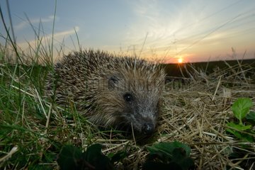 European hedgehog in the grass at dusk - France