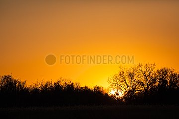 Sunset over the trees - Camargue France