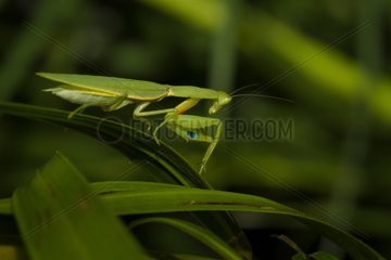 Garden mantis on leaf - Queensland Australia