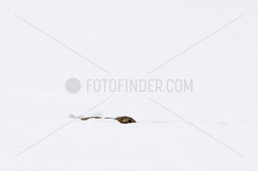 Brown Hare lying on snow - Norfolk UK