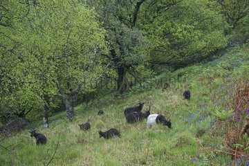 Wild Goats - Inversnaid Loch Lomond Scotland UK
