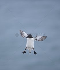 Razorbill landing - Fowlsheugh Scotland UK