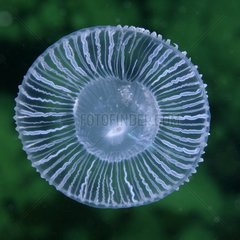 Aequorea jellyfish - Pacific Ocean Alaska USA