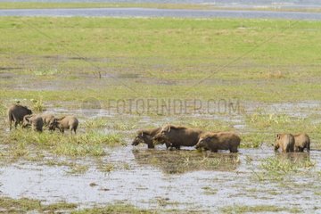 Indian wild boars eating in water Ranthambore NP