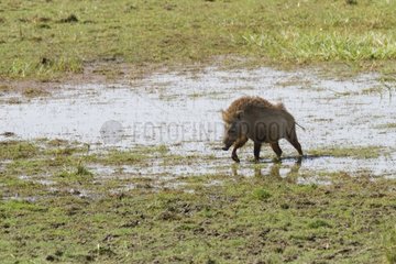 Indian wild boar walking in water Ranthambore NP