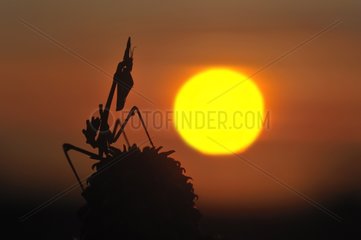 Silhouette Mantis religiosa before the sun at dusk France