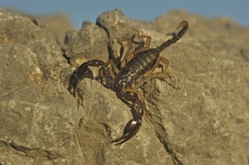 Yellow-tailed black scorpion on rock CorbièresFrance