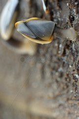 Goose barnacle on wood Britain France