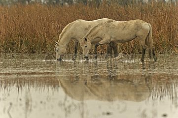 Camargue Horses in a swamp Aiguamolls del Emporda Spain