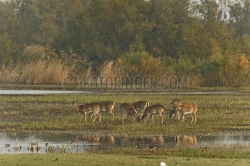 Fallow deers in a swamp Aiguamolls del Emporda Spain