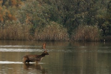 Fallow deer in a swamp Aiguamolls del Emporda Spain
