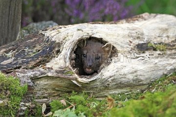 Pine marten in the trunk of a dead tree Scotland
