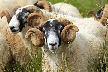 Sheep in the Scottish Highlands Scotland