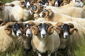 Sheep in the Scottish Highlands Scotland