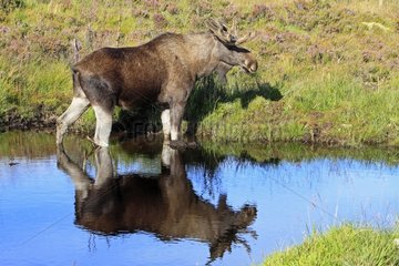 Eurasian Elk in a water in Scotland