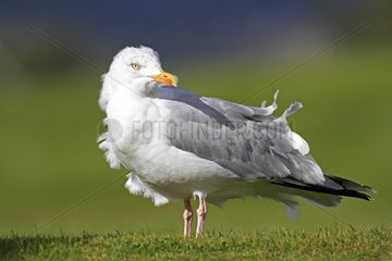 Herring Gull in the Highlands of Scotland