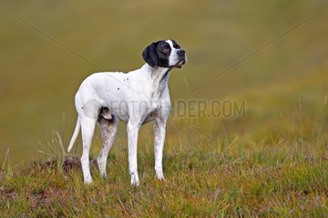 Pointer in the Highlands of Scotland